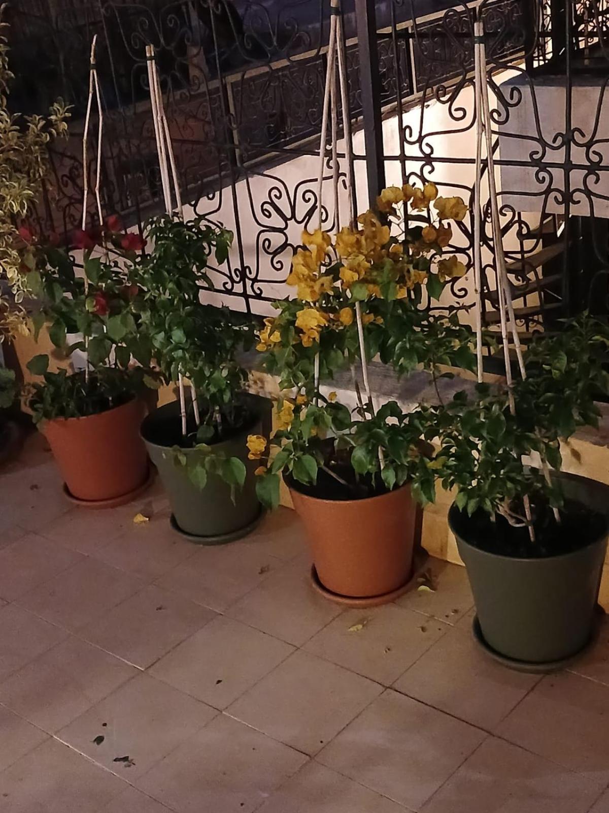 Riad Dantella Marrakesh Eksteriør billede
